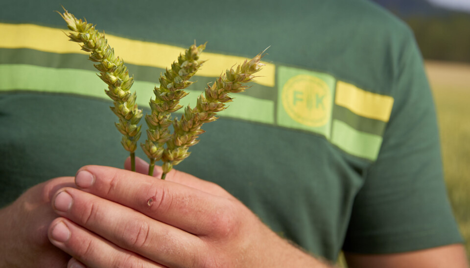– Vi har som mål å styrke
vårt sortiment av gjødselprodukter
med lave
klimagassutslipp, som også
fremmer god agronomi.
Avtalen med NitroCapt er et
viktig skritt i dette arbeidet,
sier forretningsområdesjef
Ragnar Dæhli i Felleskjøpet
Agri.
