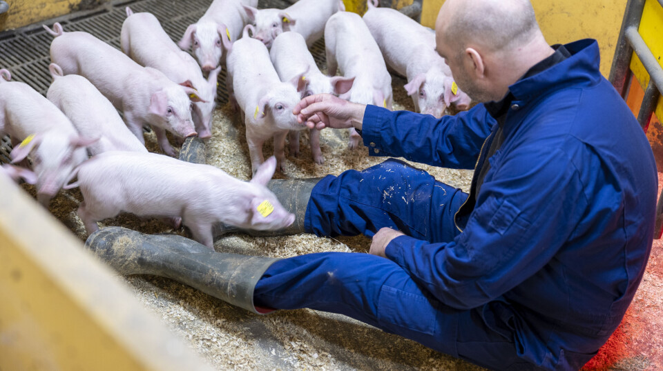 Grisungene er tillitsfulle i fjøset hos Lars-Helge og Linda. Selv om de møter en diger kar de aldri har sett før...