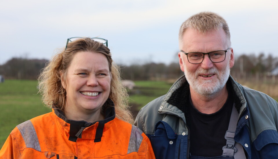 SATSER: Lene Conradsen og Peter Bruun er trolig Danmarks største frislandsgrisprodusenter med kombinert svineproduksjon. Det er purkene som går ute på friland, mens slaktegrisen fôres opp inne med tilgang til uteveranda. REMA 1000 i Danmark kjøper og selger kjøttet i sine butikker.