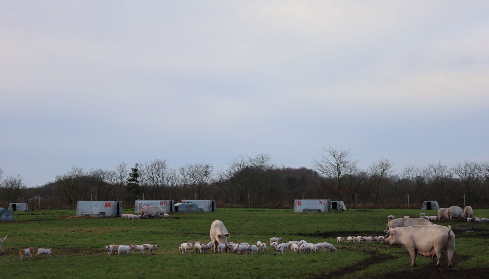 NESERING OG GRASDEKKE: TN70-purker på Greensgaard i Give sør på Jylland siste uke i november. Et grasdekke har holdt seg gjennom både vår, sommer og høst, men purkene har nesering.