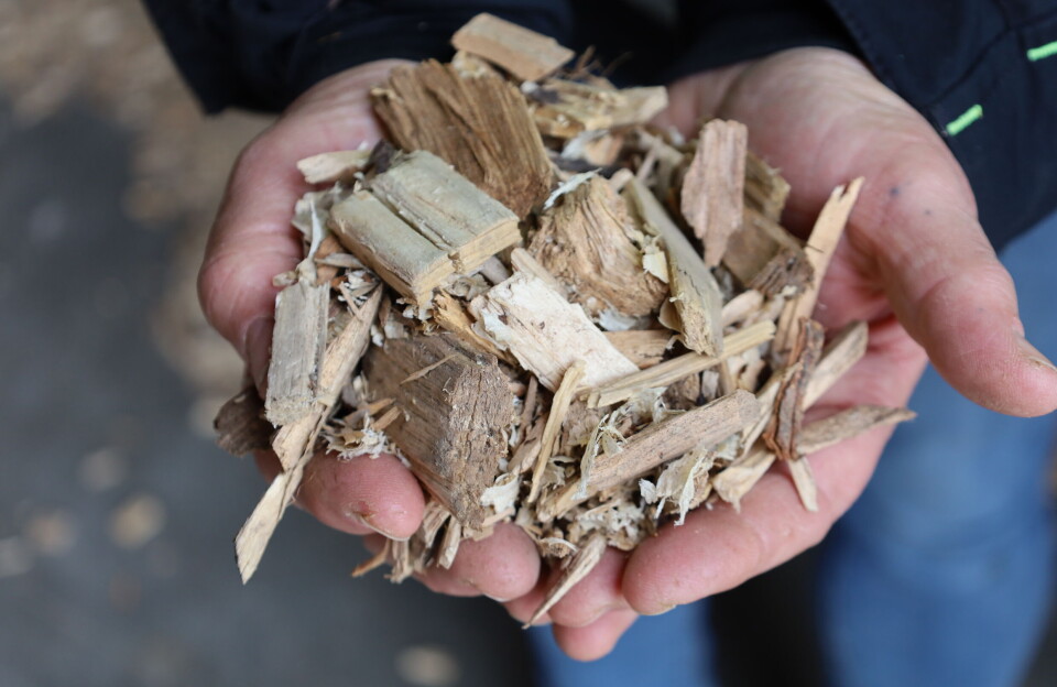 ROTEMATERIALE: Flis hogd opp til flisfyringsanlegget brukes som rotemateriale til grisen. Det blandes sammen med halm og vanlig flis når det gis i bingen.