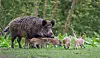 Voksent villsvin med flere unger i en grønn skog.
